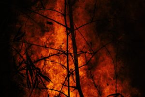 The Real Problem in the Amazon Forest, is NOT the Fire